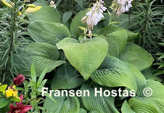 Hosta Birchwood Elegance